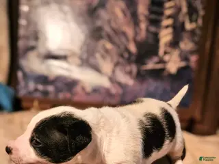 Chihuahua dogs Rocky SMALL - Ad 15