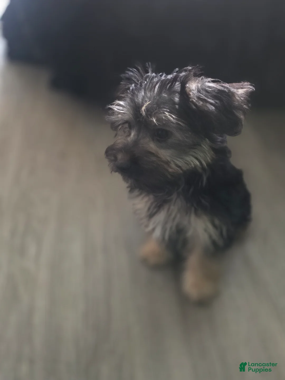 Morkie dogs for sale: Morkie male 8 - Ad 2
