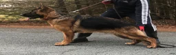 German Shepherd dogs for sale: 9 week old German Shepherd Female aka Diva! - Ad 4