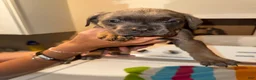 Mixed Breed dogs for sale: Mixed Breed 7 - Ad 2
