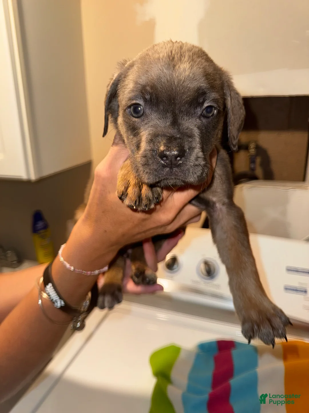 Mixed Breed dogs for sale: Mixed Breed 7 - Ad 2