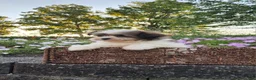 Mixed Breed dogs for sale: Ember - Ad 9