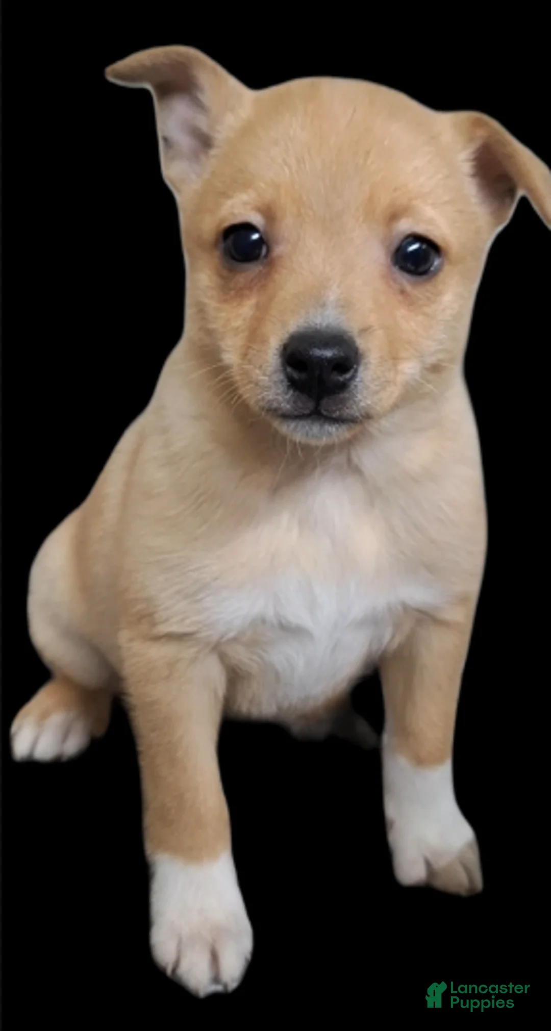 Pomchi dogs for sale: Fuchsia - Ad 2