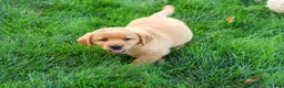 Labrador Retriever dogs for sale: Cheyenne - Ad 5