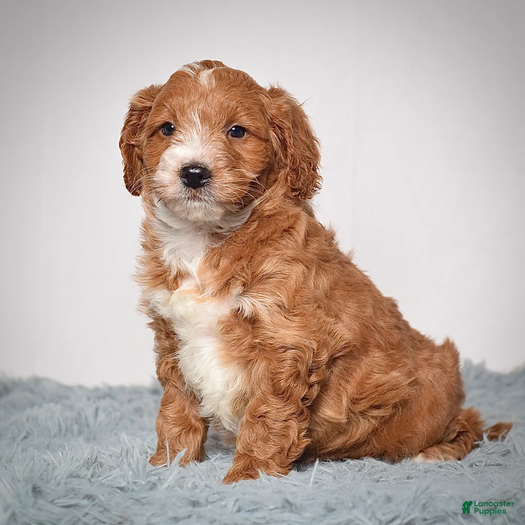 Mini Goldendoodle dogs for sale: Mr. Archie - Ad 3