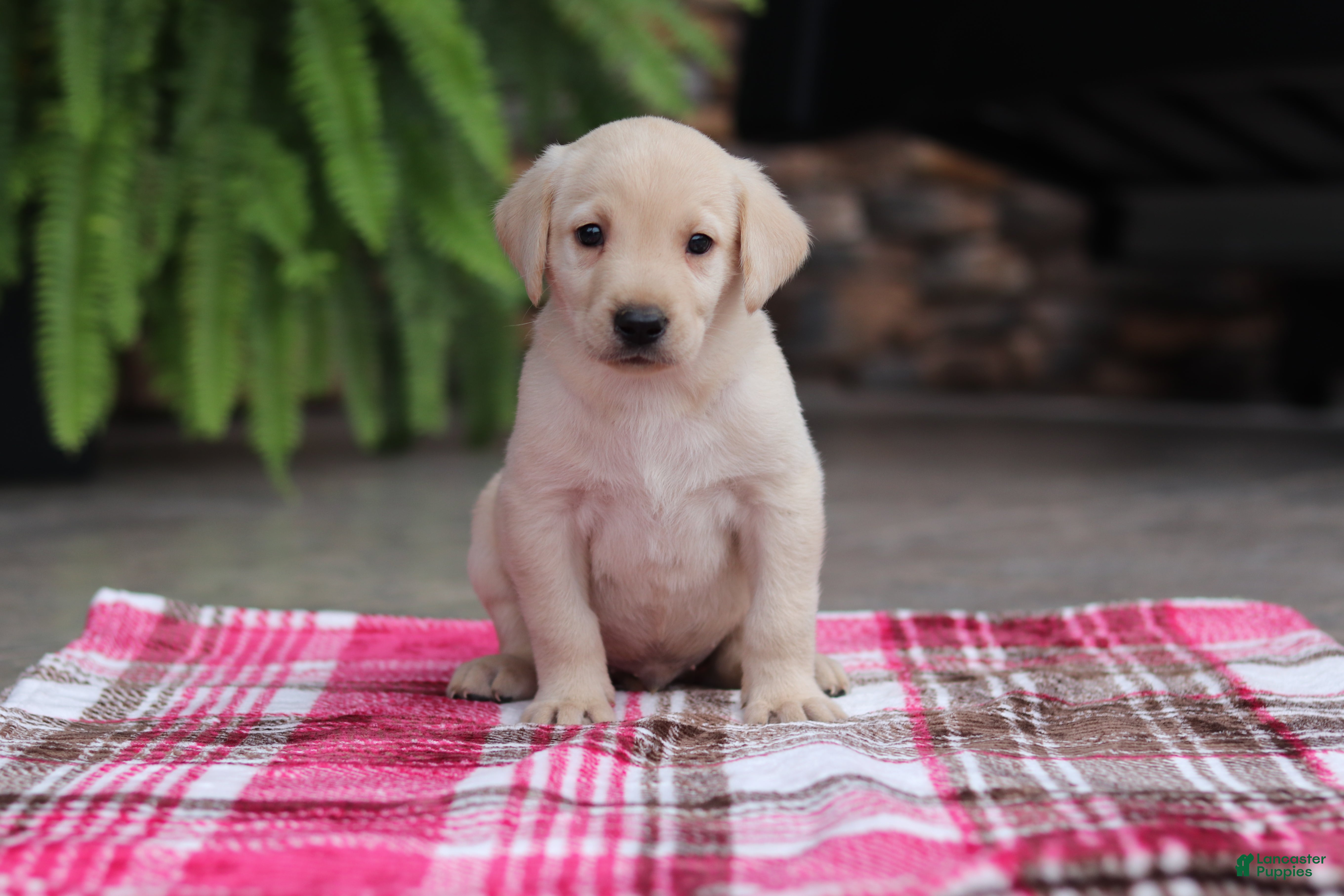 Labrador Retriever dogs Scout - Ad 1