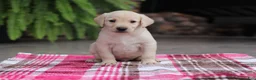Labrador Retriever dogs for sale: Scout - Ad 1