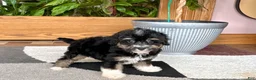 Havapoo dogs for sale: Havapoo boy 3  - Ad 4