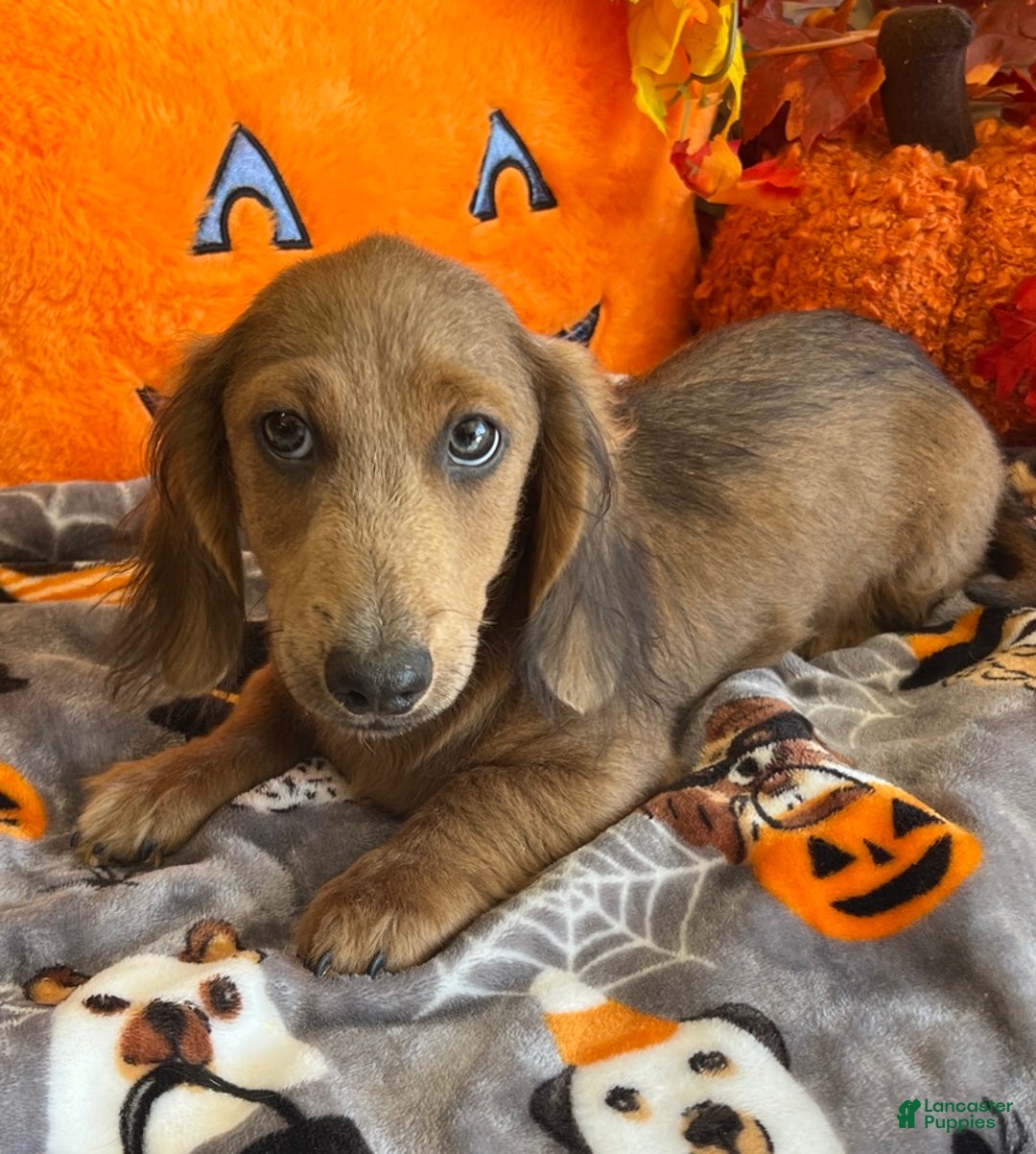 Dachshund dogs for sale: Bubba - Ad 2