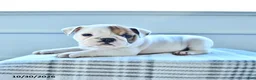 English Bulldog dogs for sale: Jordan  - Ad 3