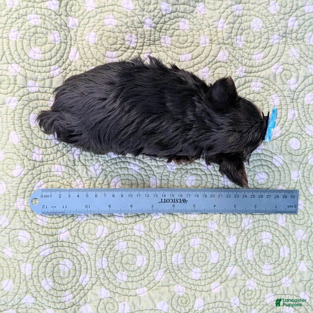 Yorkshire Terrier dogs for sale: Blueberry - Ad 11