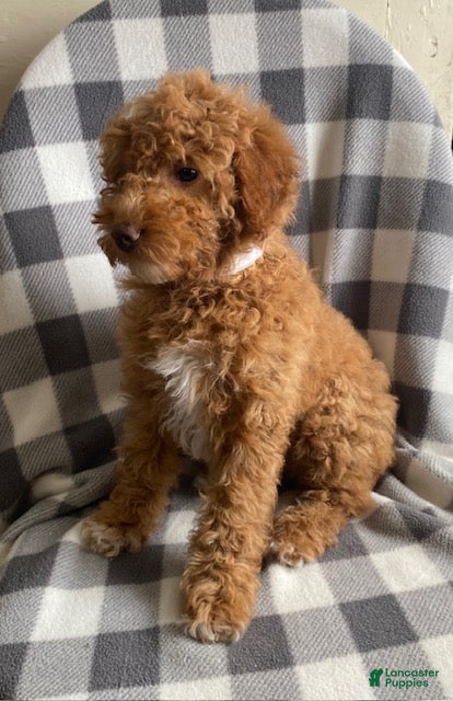 Miniature Poodle dogs Beauty-medium size - Ad 2