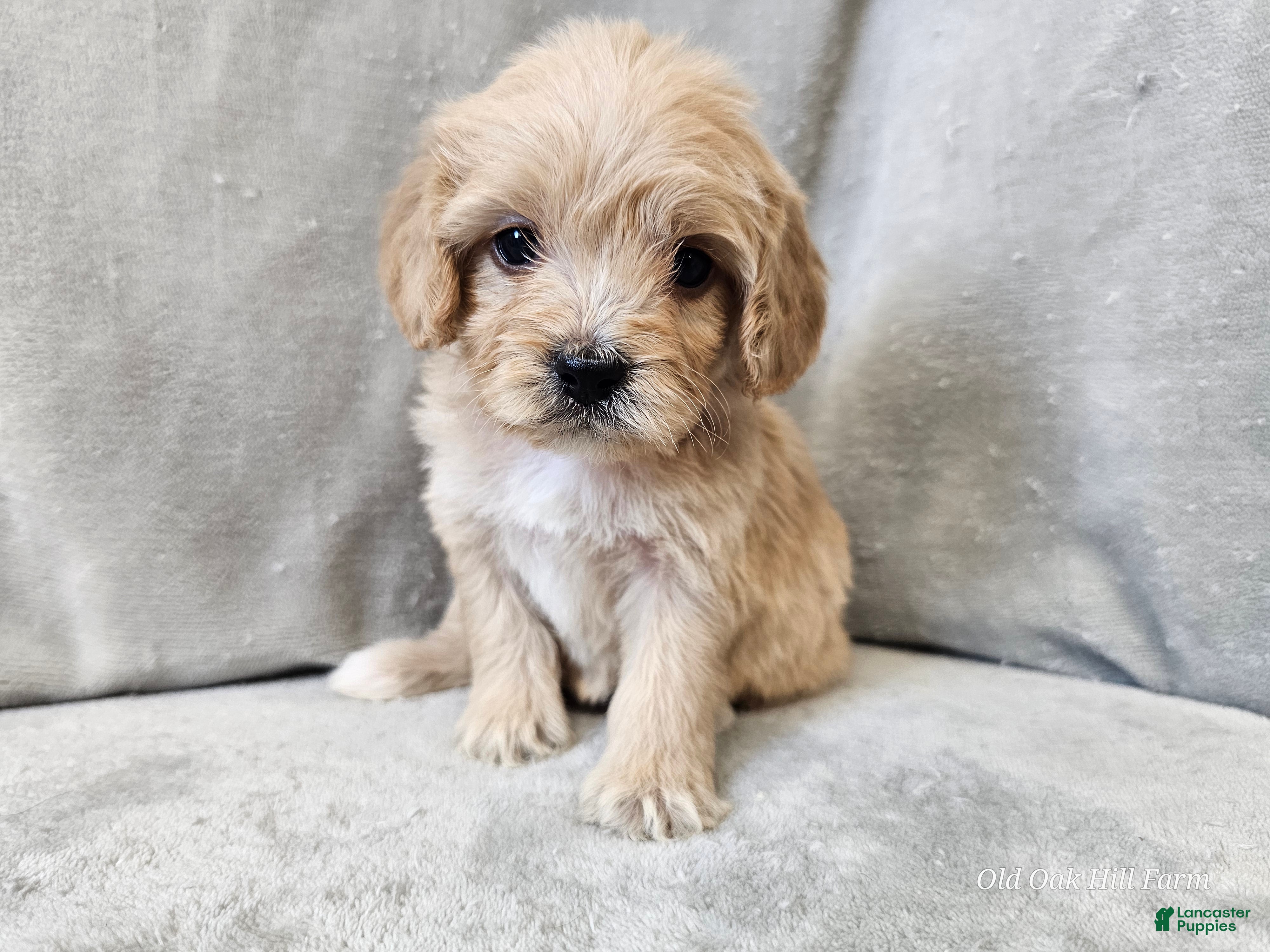 Cavapoo dogs Anellini - Ad 36