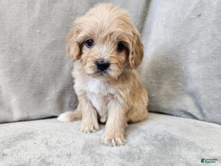 Cavapoo dogs Anellini - Ad 39