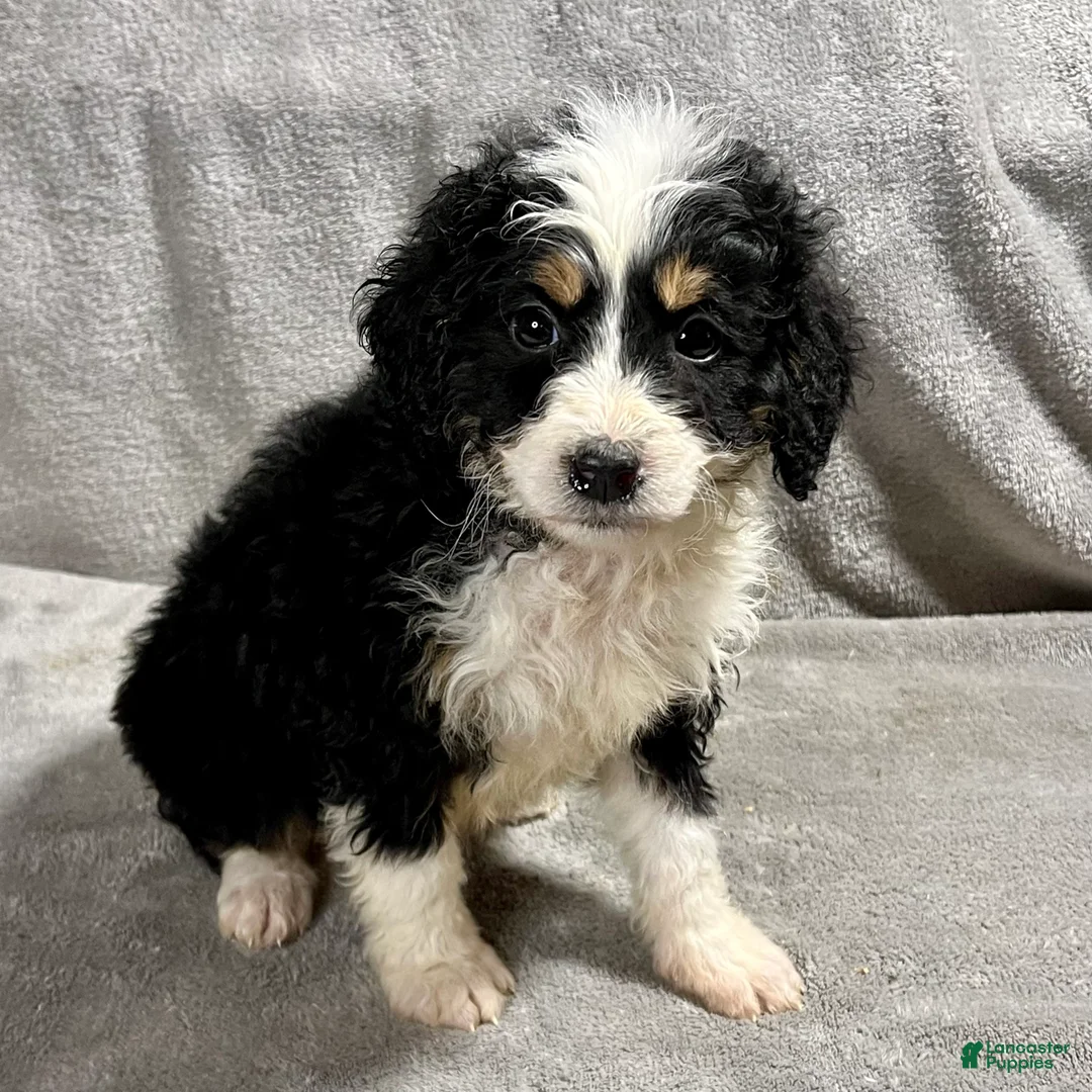 Mini Bernedoodle dogs for sale: Olivia - Ad 1