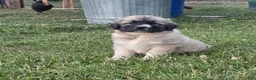 Mixed Breed dogs for sale: Lilly  - Ad 1