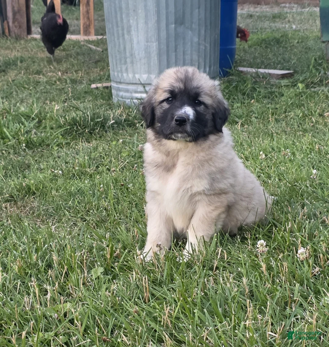 Mixed Breed dogs for sale: Lilly  - Ad 1