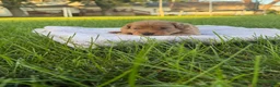 Mini Goldendoodle dogs for sale: Lexi Mini Goldendoodle  - Ad 3