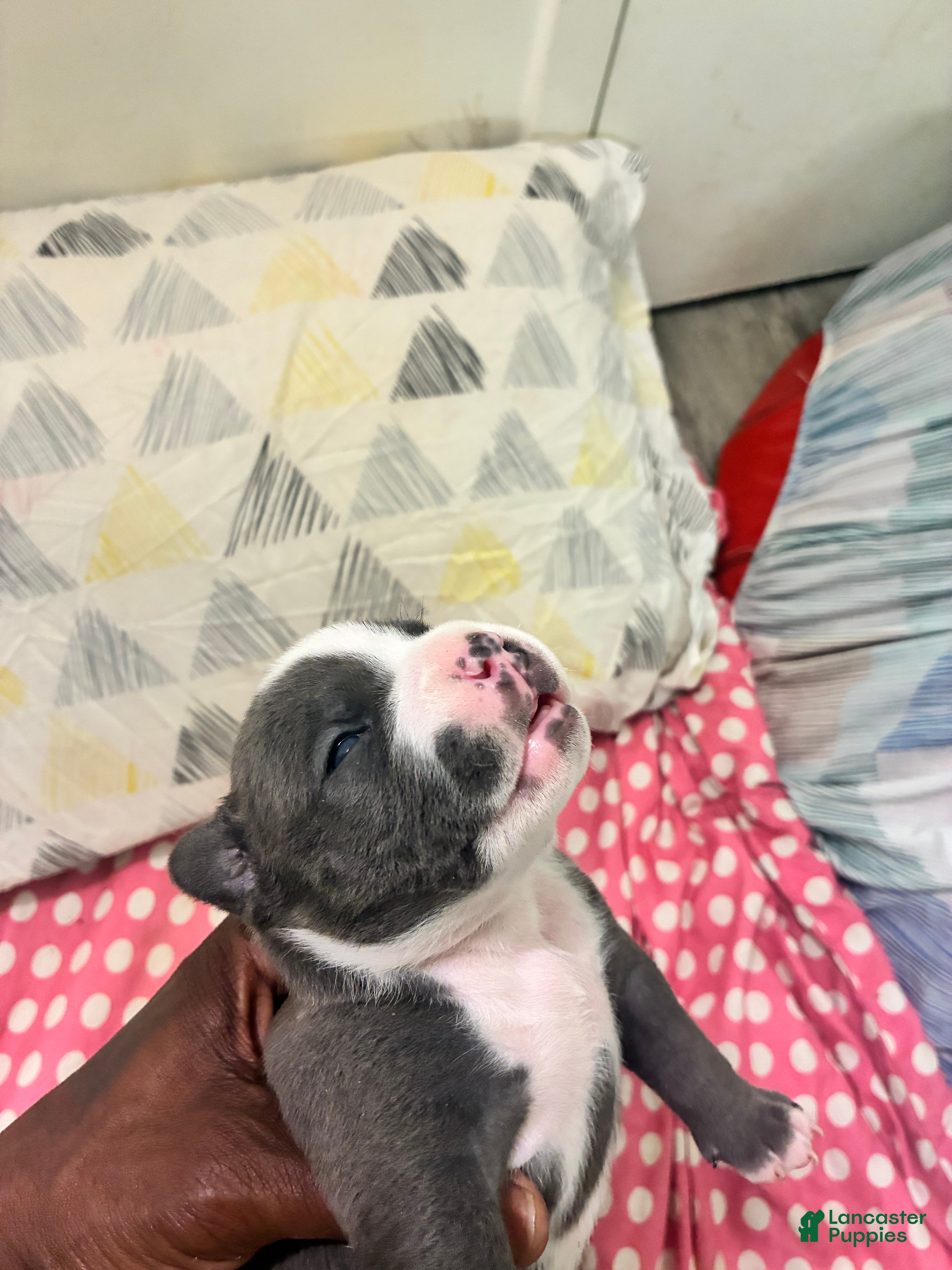 American Bully dogs American Bully Puppy 7 - Ad 23