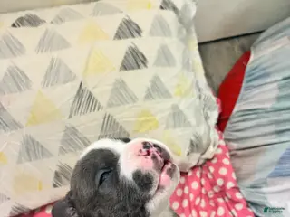 American Bully dogs American Bully Puppy 7 - Ad 23