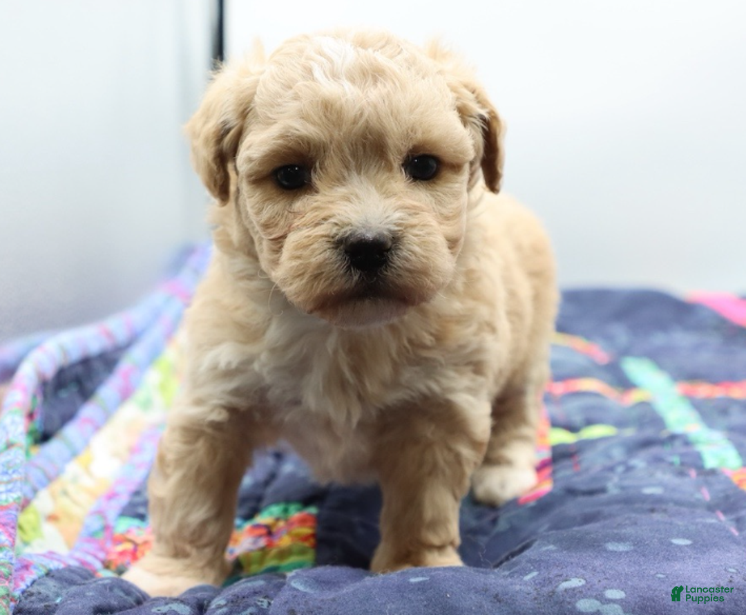 Maltipoo dogs for sale: Apricot female - Ad 6