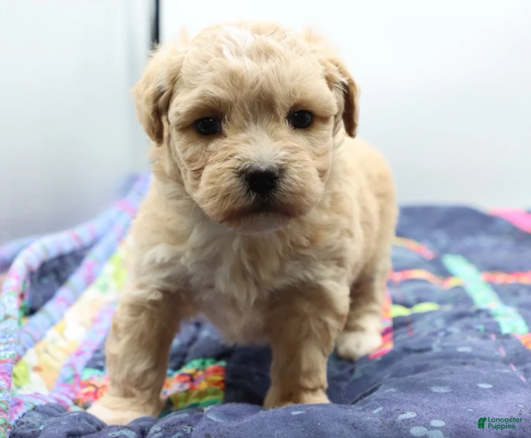 Maltipoo dogs for sale: Apricot female - Ad 6