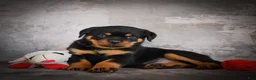 Rottweiler dogs for sale: Layla - Ad 12