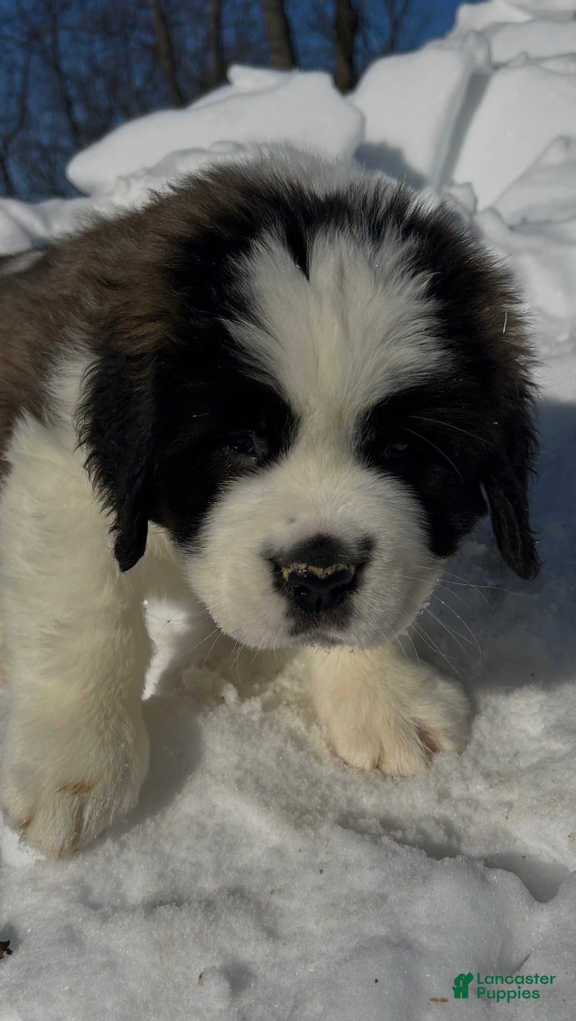 Saint Bernard dogs Bertha - Ad 34