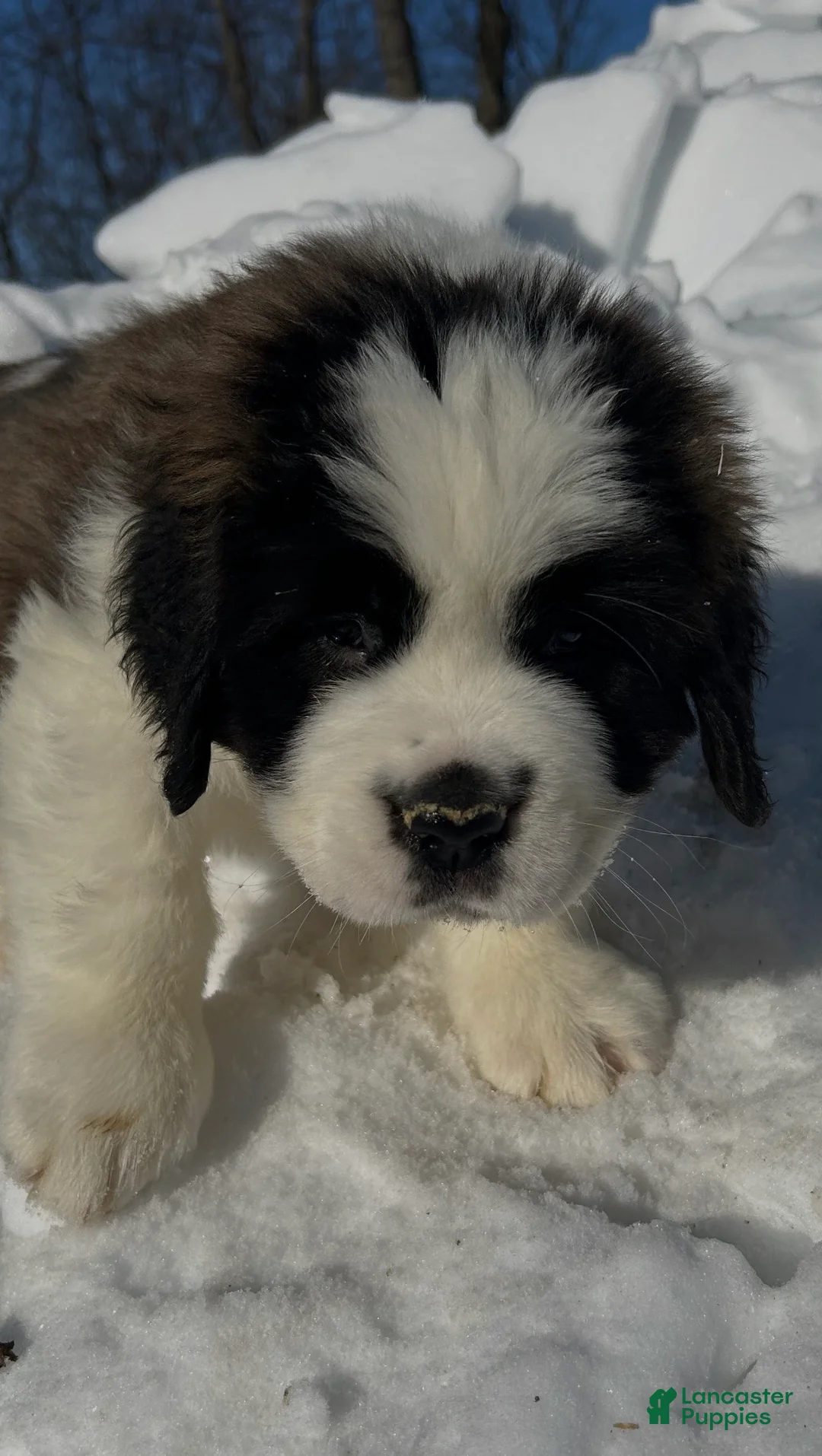 Saint Bernard dogs for sale: Bertha - Ad 1