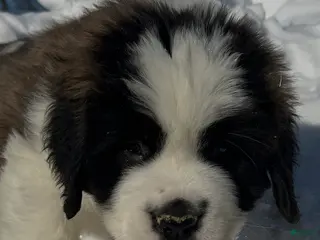 Saint Bernard dogs Bertha - Ad 34