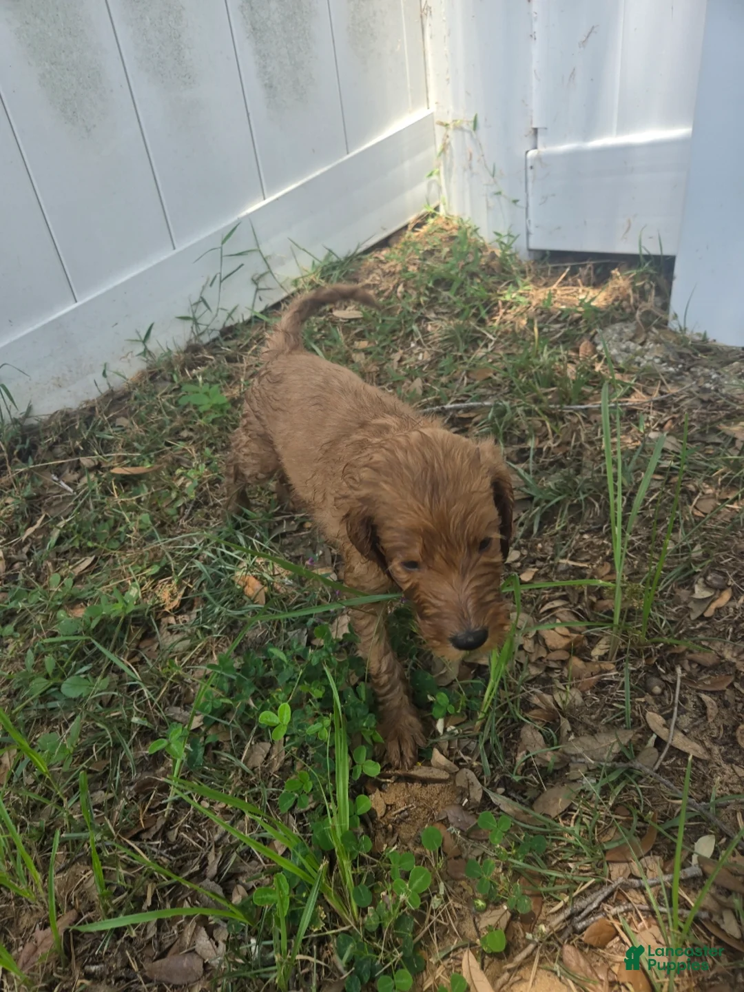 Goldendoodle dogs for sale: Allegra - Ad 1