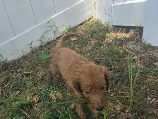 Goldendoodle dogs for sale: Allegra - Ad 3