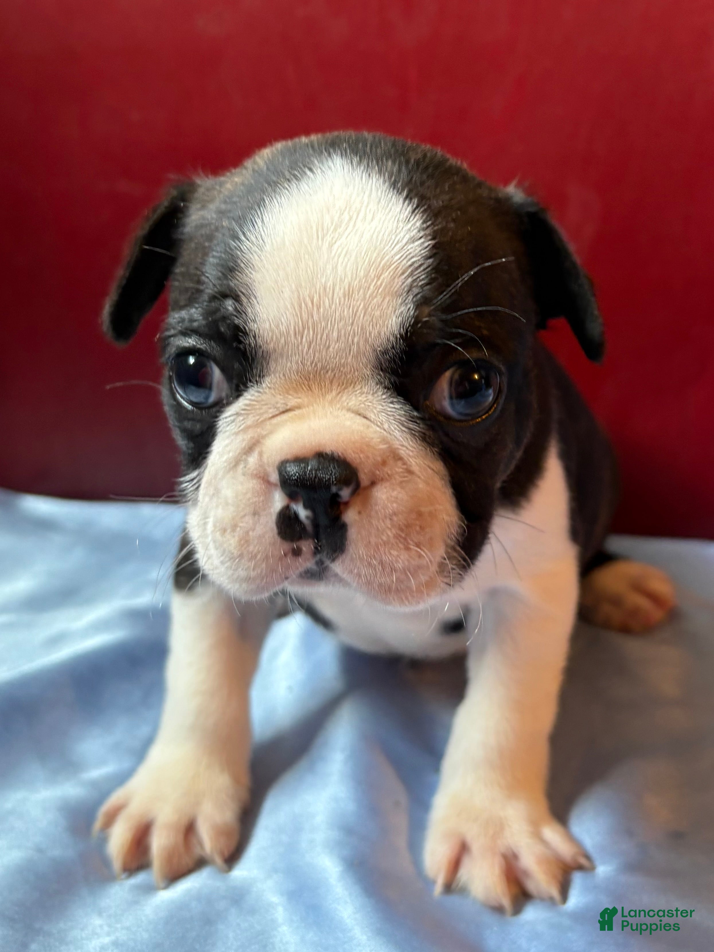 Boston Terrier dogs TiggerBoston Terrier 2 - Ad 2