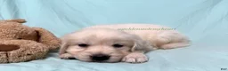 Golden Retriever dogs for sale: Martin - Ad 5