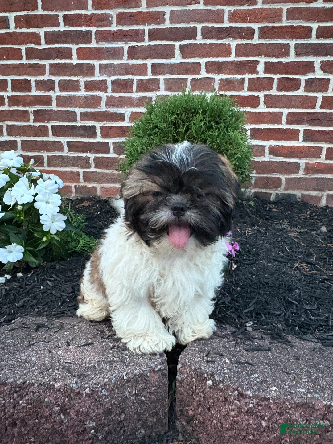 Shih Tzu dogs for sale: Asher - Ad 1