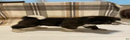 Akita dogs for sale: Bear - Ad 3