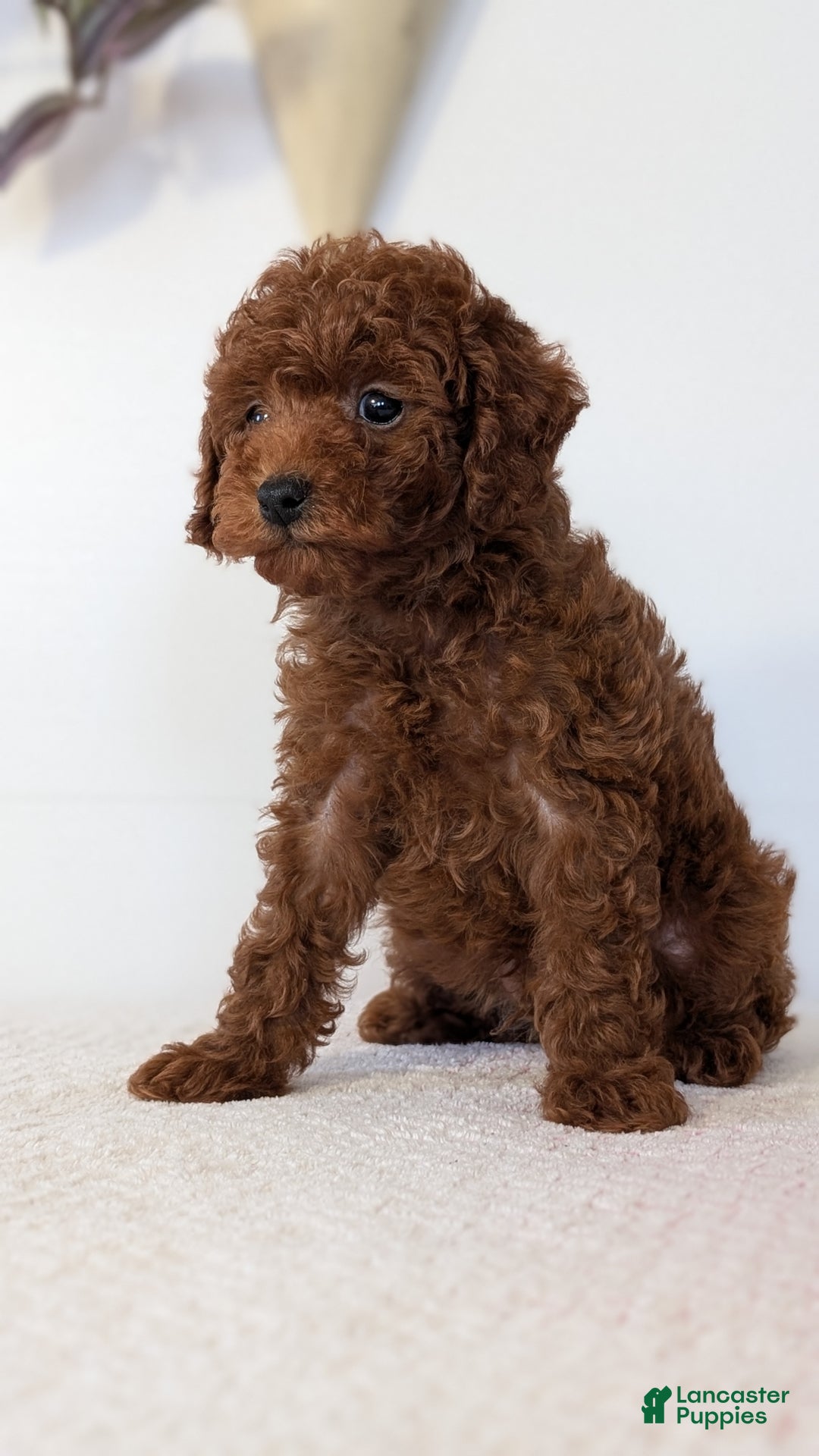 Toy Poodle dogs for sale: Chief - Ad 4