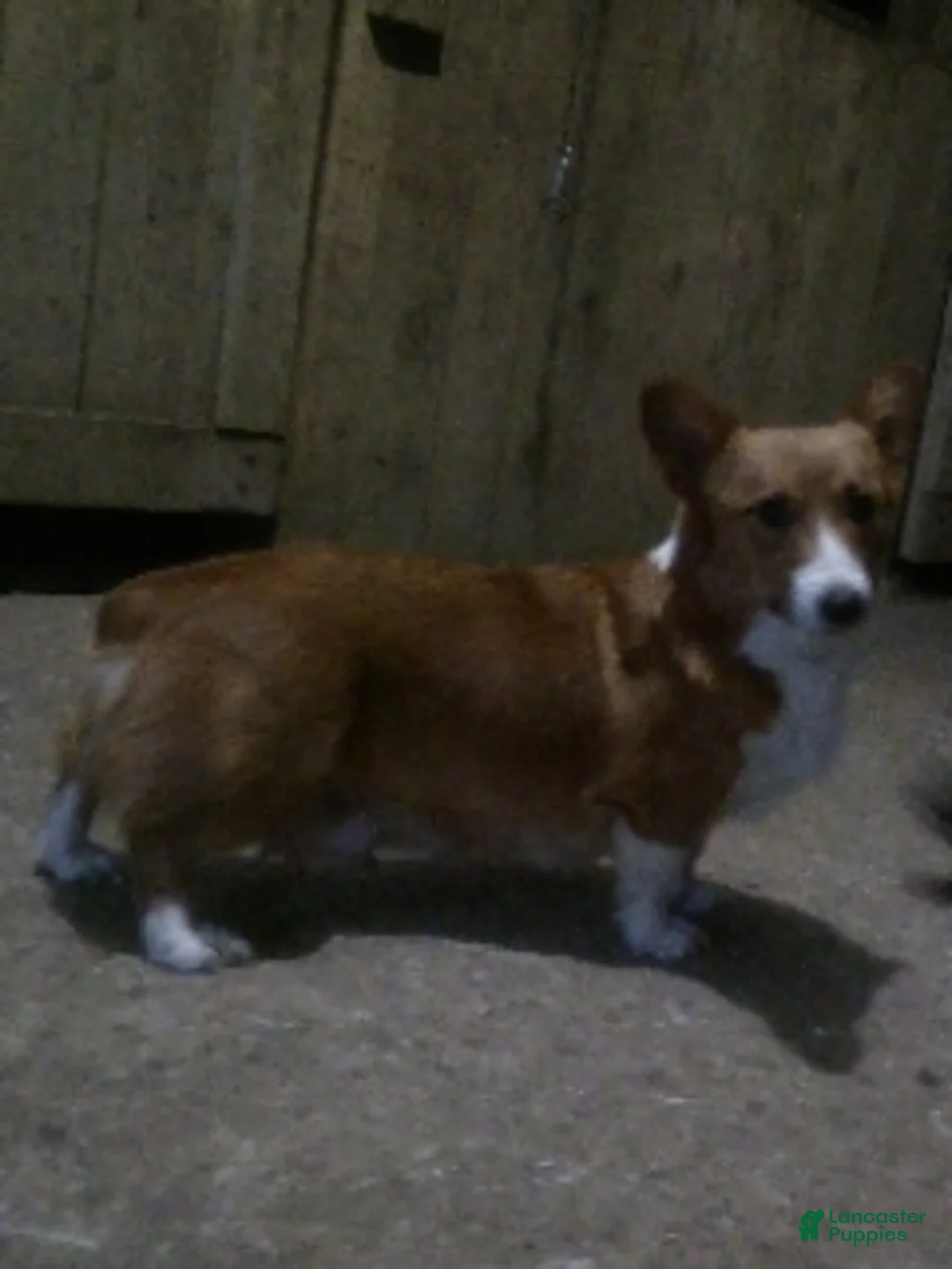 Welsh Corgi Pembroke dogs for sale: Chester - Ad 12