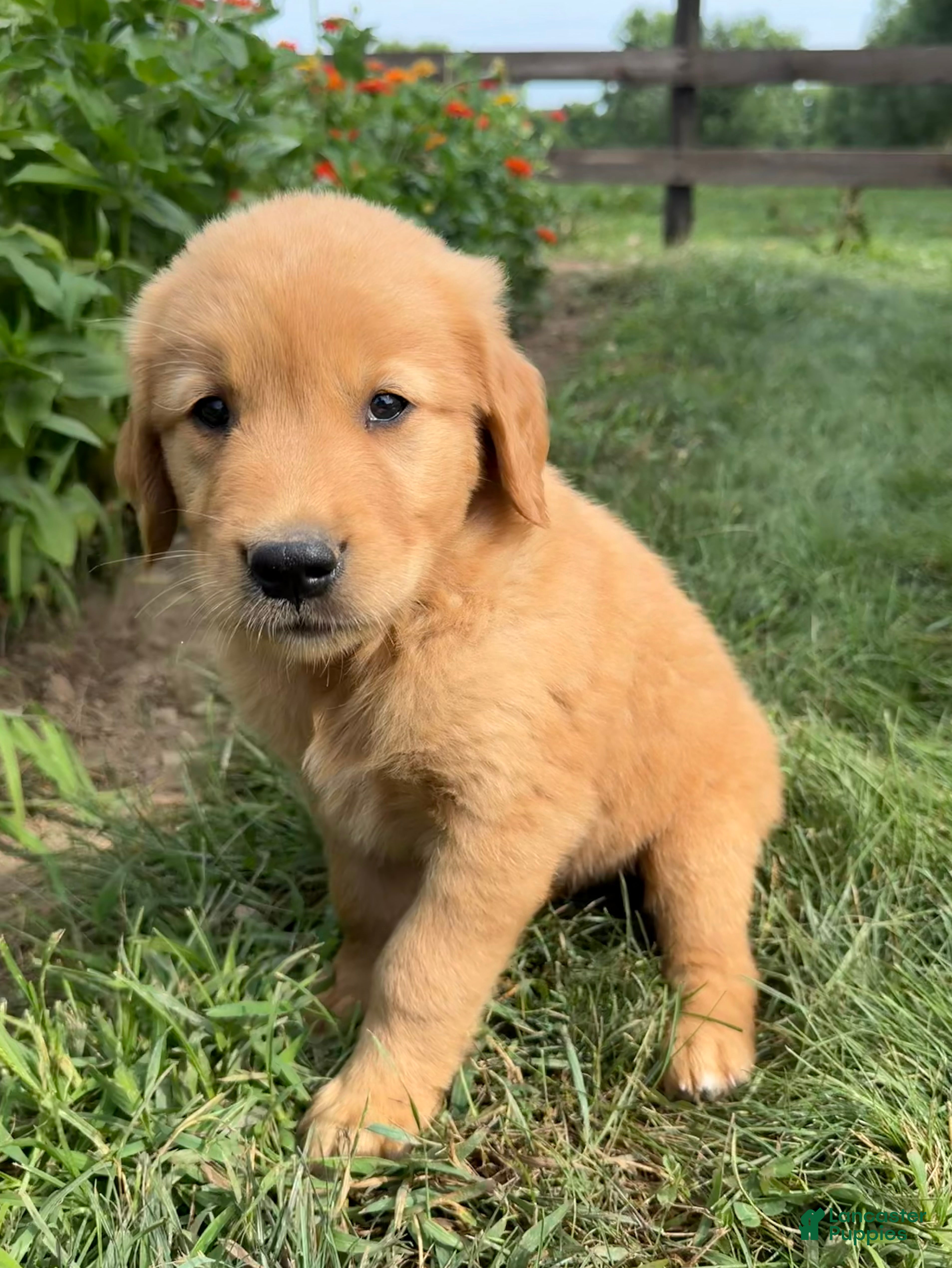 Golden Retriever dogs Benji - Ad 2