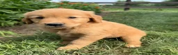 Golden Retriever dogs for sale: Benji - Ad 2