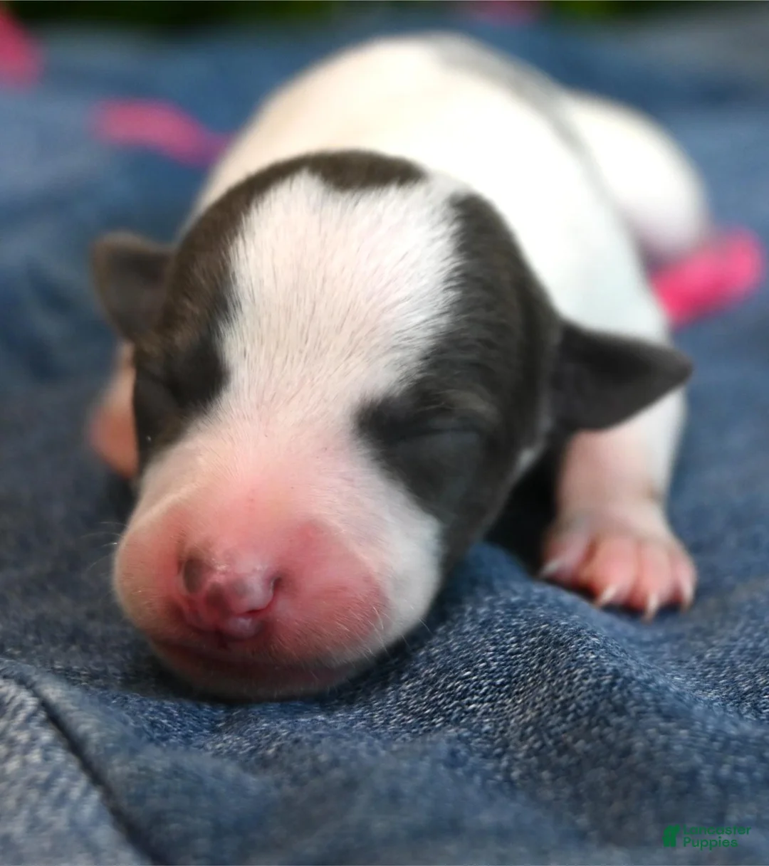Whippet dogs for sale: Sabrina - Ad 2