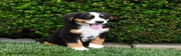 Bernese Mountain Dog dogs for sale: Daisy - Ad 3