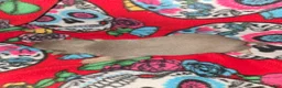 Chihuahua dogs for sale: Blue Girl - Ad 3