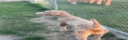 Standard Poodle dogs for sale: Duke - Ad 11