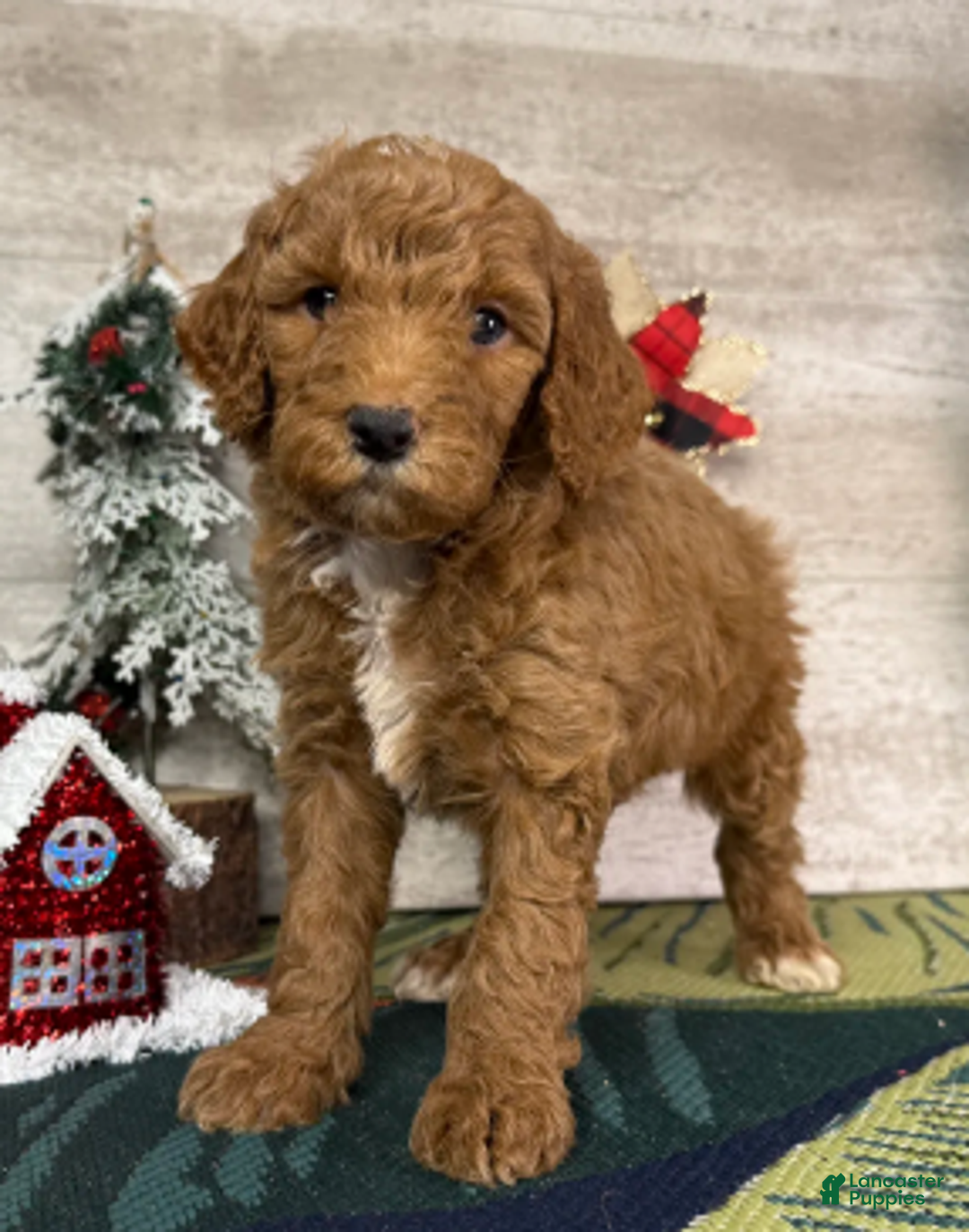 Miniature Poodle dogs for sale: Baxter - Ad 5