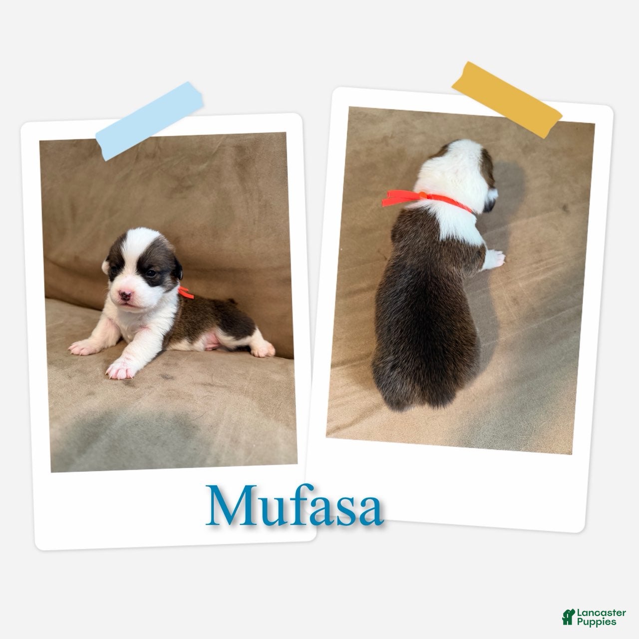 Mufasa