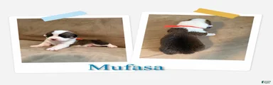Mufasa