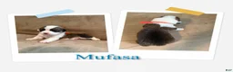 Welsh Corgi Pembroke dogs for sale: Mufasa - Ad 1