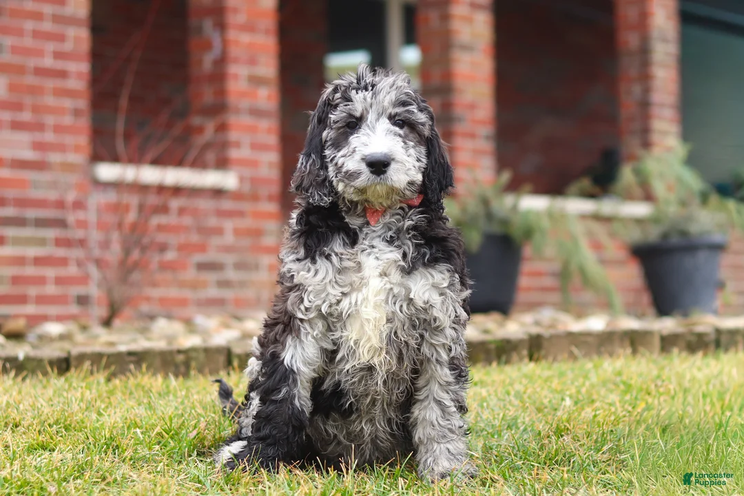 Newfypoo dogs for sale: Sasha - Ad 1