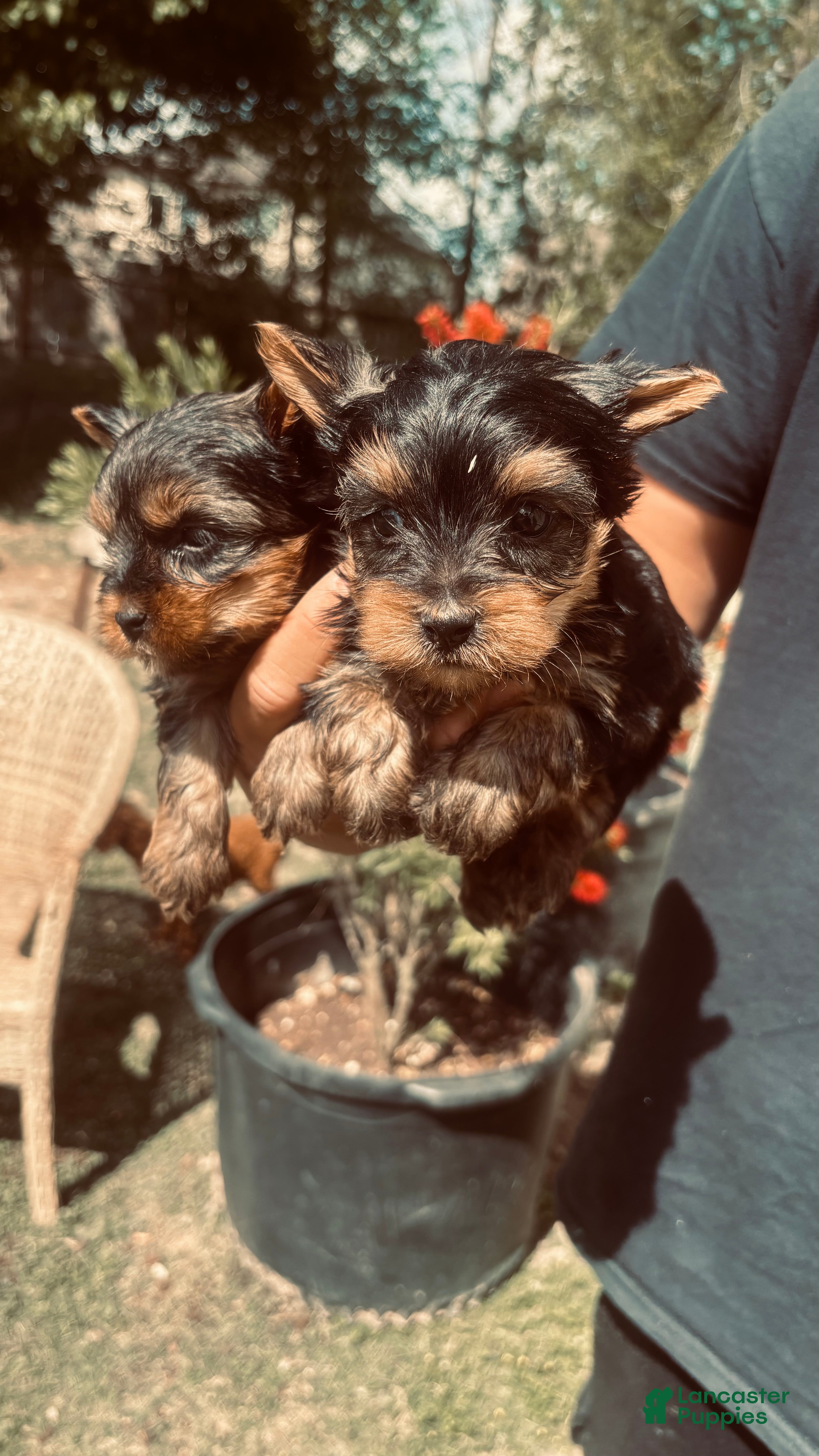 Yorkshire Terrier dogs Yorkshire Terrier Puppy 2 - Ad 11